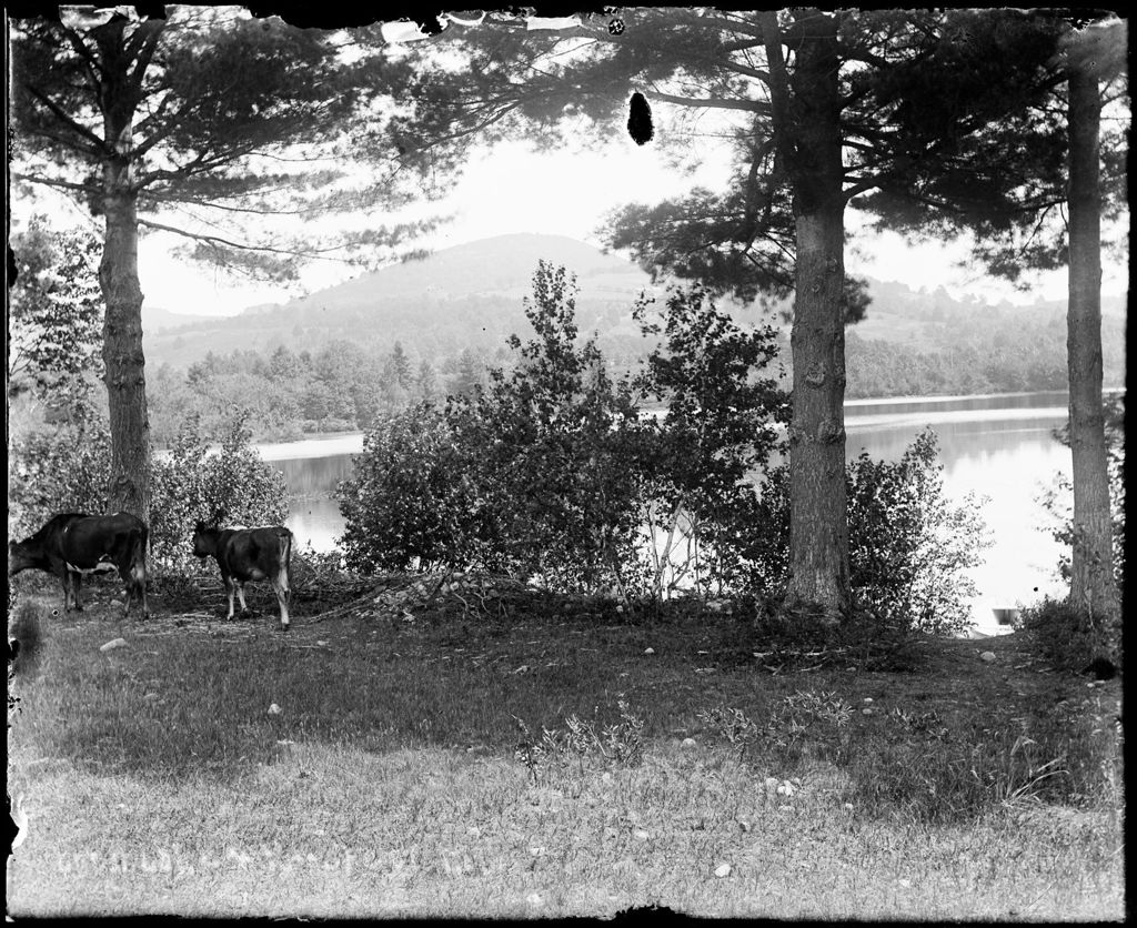 Miniature of Two Cows Grazing Beside A Lake, Mountains In The Distance