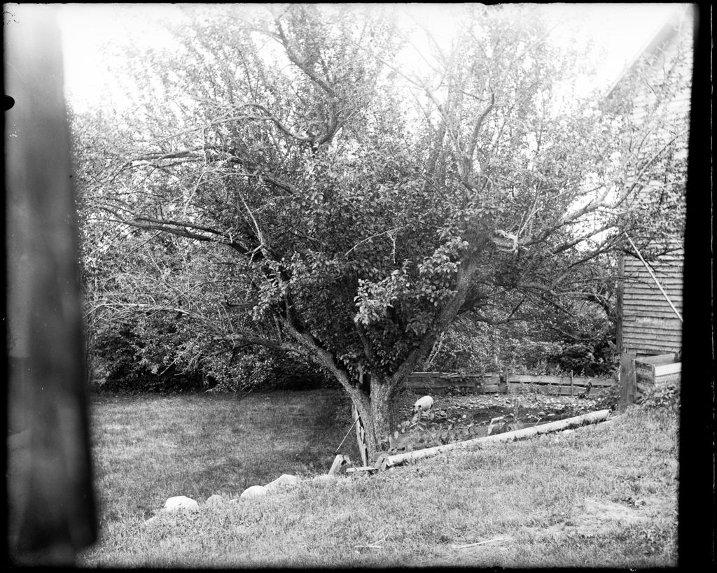 Miniature of View Of An Apple Tree From A Window