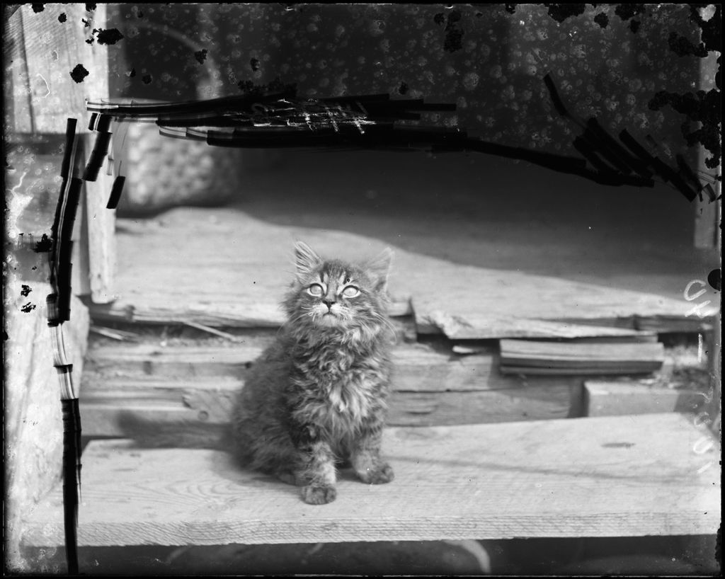 Miniature of Portrait Of A Kitten