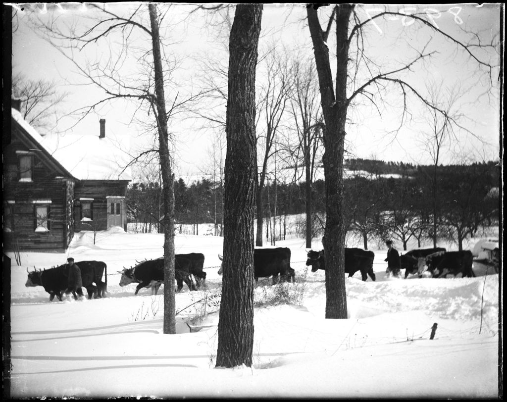 Miniature of Eight Teams Of Oxen Breaking A Snow Covered Road