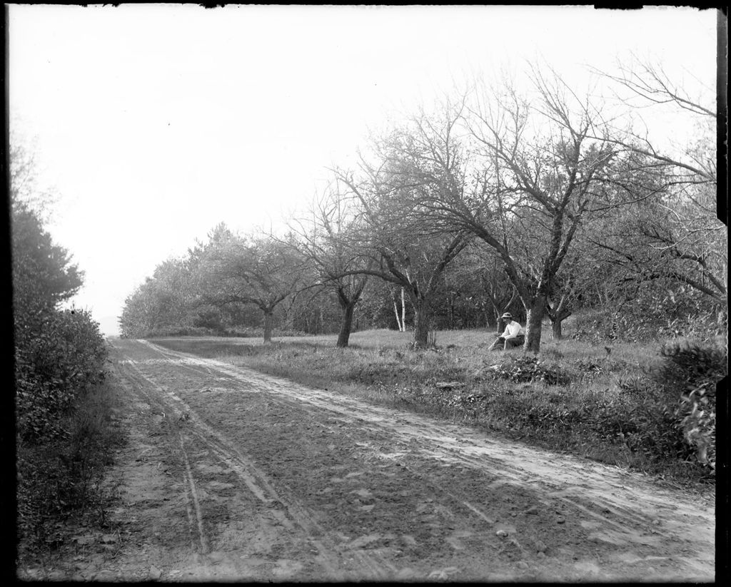 Miniature of Man Sitting Under Apple Trees By The Side Of A Road