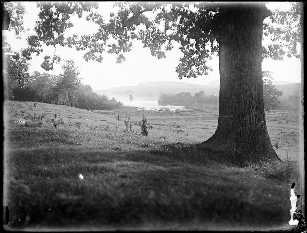 Miniature of View Of Large Tree With Fields And Hills In The Distance