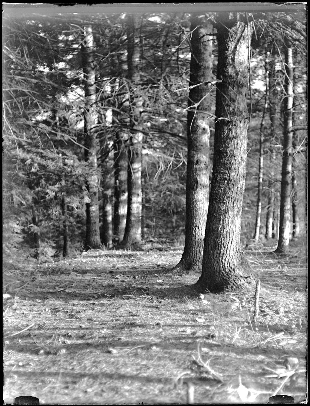 Miniature of Sunlight Streaming Into A Pine Forest