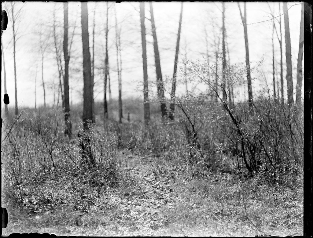 Miniature of Lightly Wooded Area With High Brush