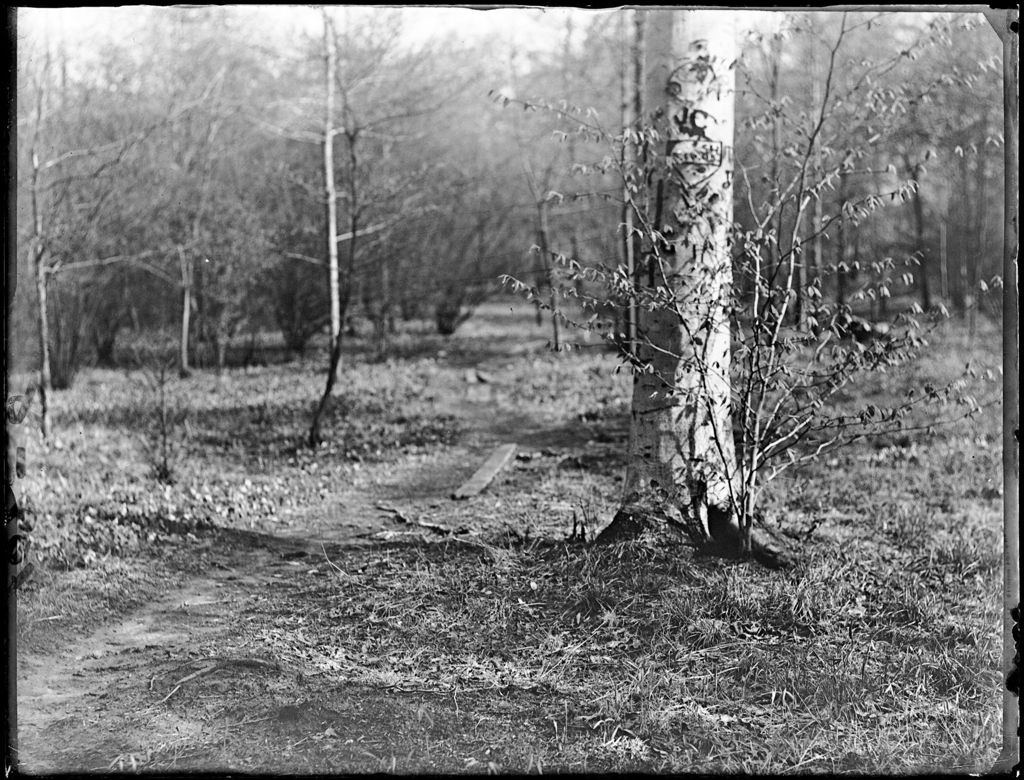 Miniature of Lightly Wooded Area With Beech Tree