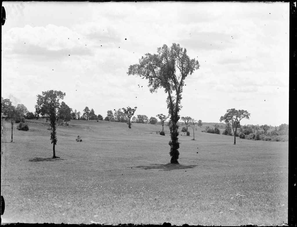 Miniature of Trees In A Field In Gorham