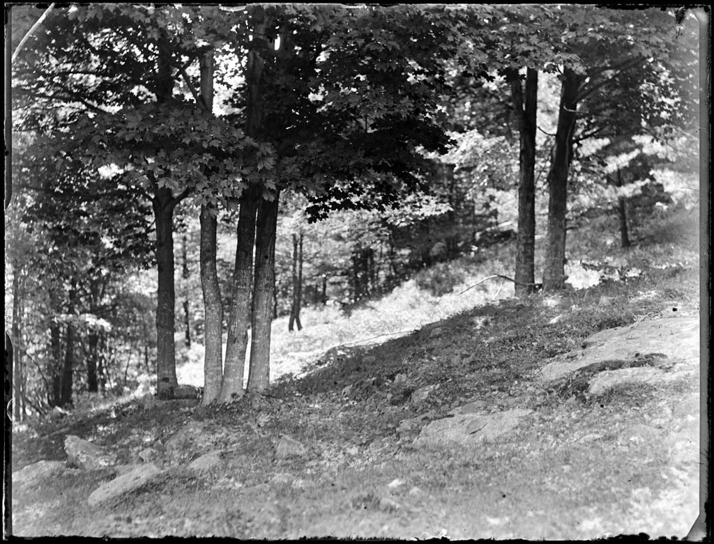 Miniature of A Wooded Hillside