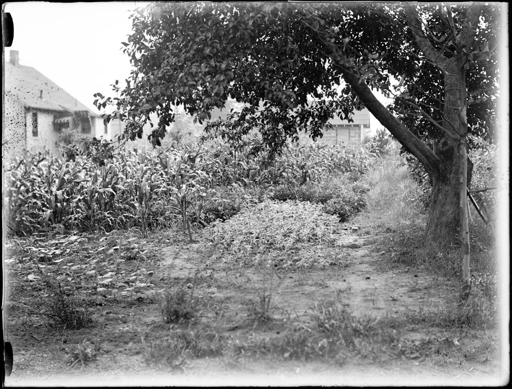 Miniature of Home Garden Area With Corn And A Delphinium Patch