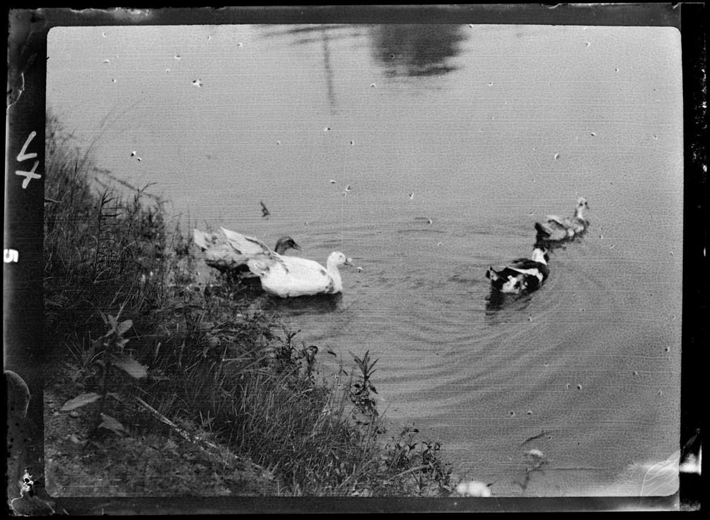 Miniature of Water- Ducks In Water Near Shore