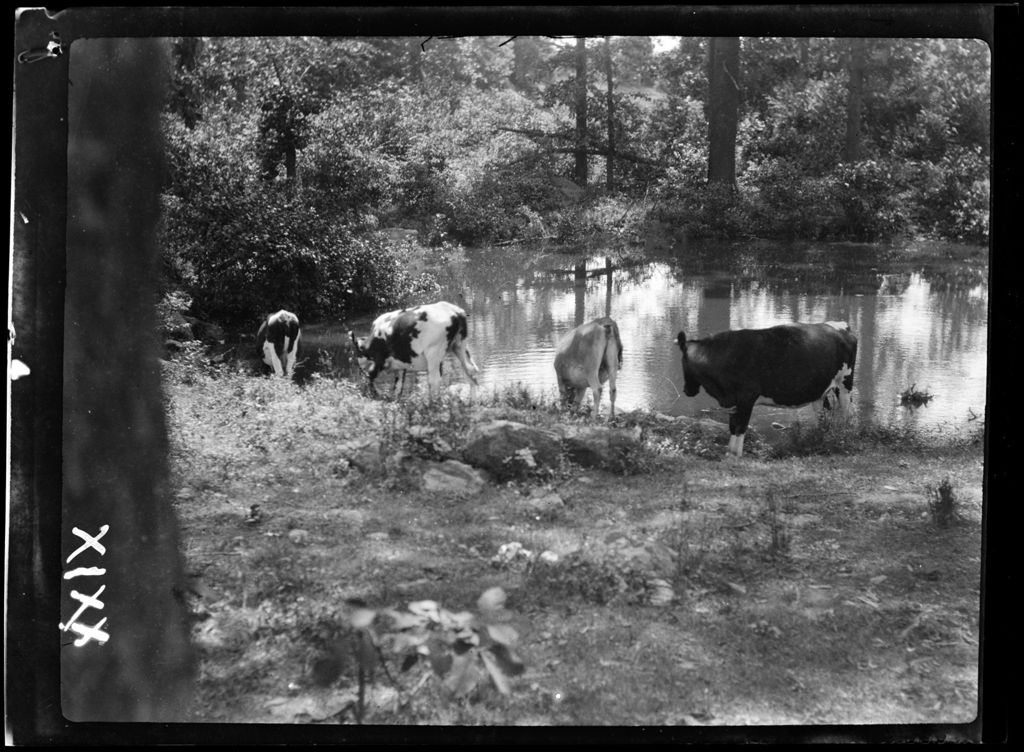 Miniature of Water- Cows Walk To Water