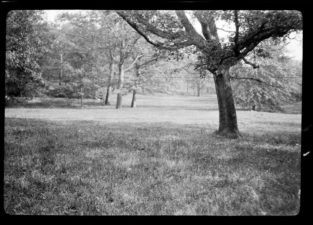 Miniature of Trees- Willow, Oak, Franklin Park