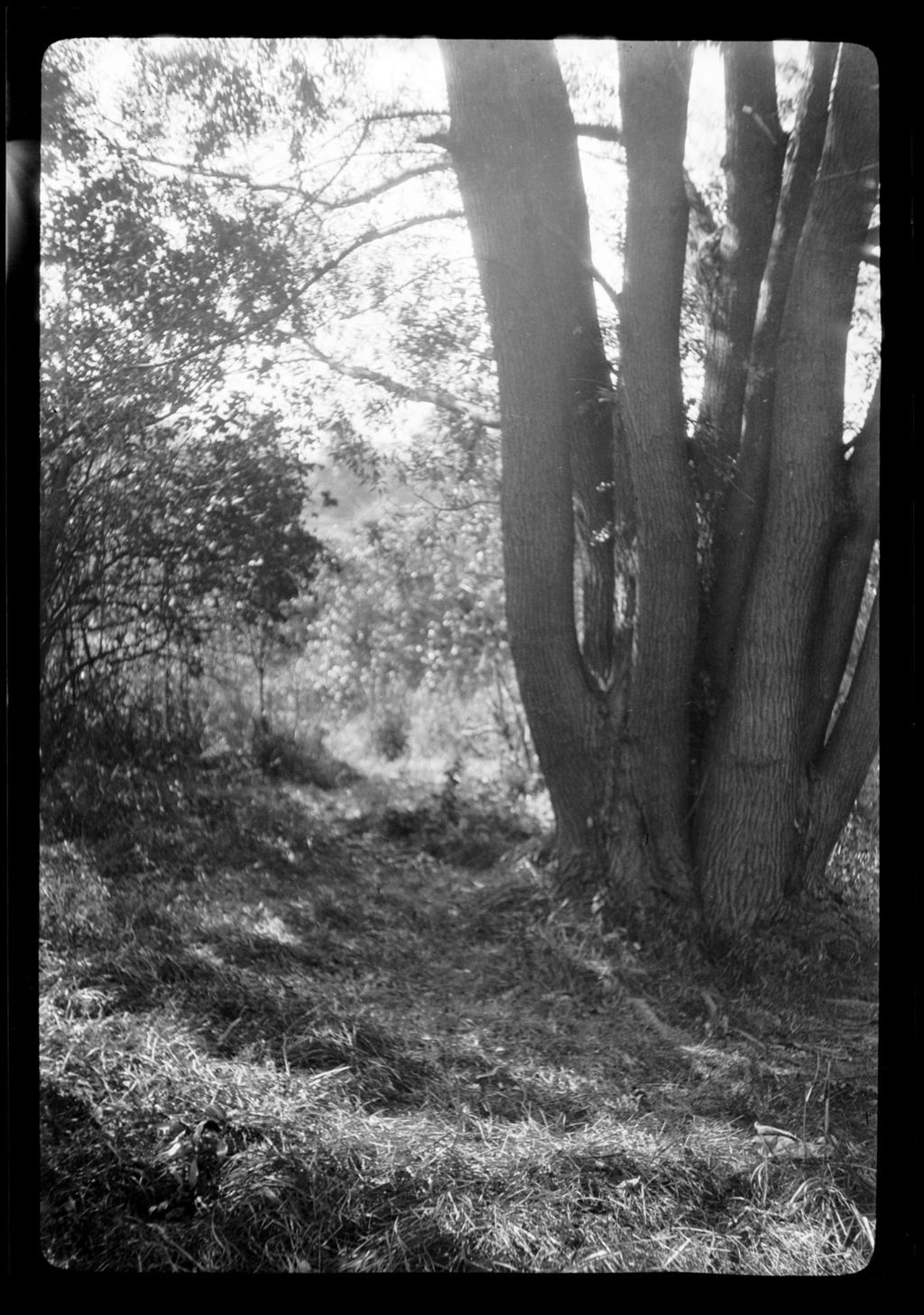 Miniature of Trees- Willow, Oak, Franklin Park