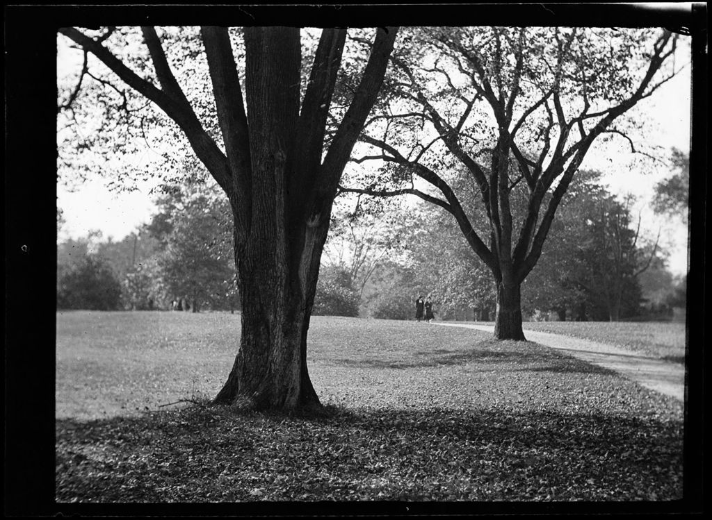 Miniature of Trees- Willow, Oak, Franklin Park