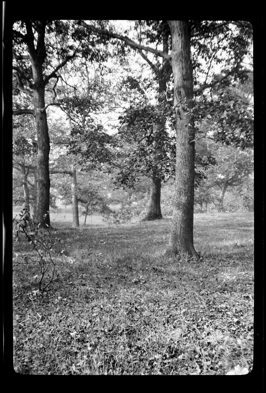 Miniature of Trees- Oak, Maple, Franklin Park