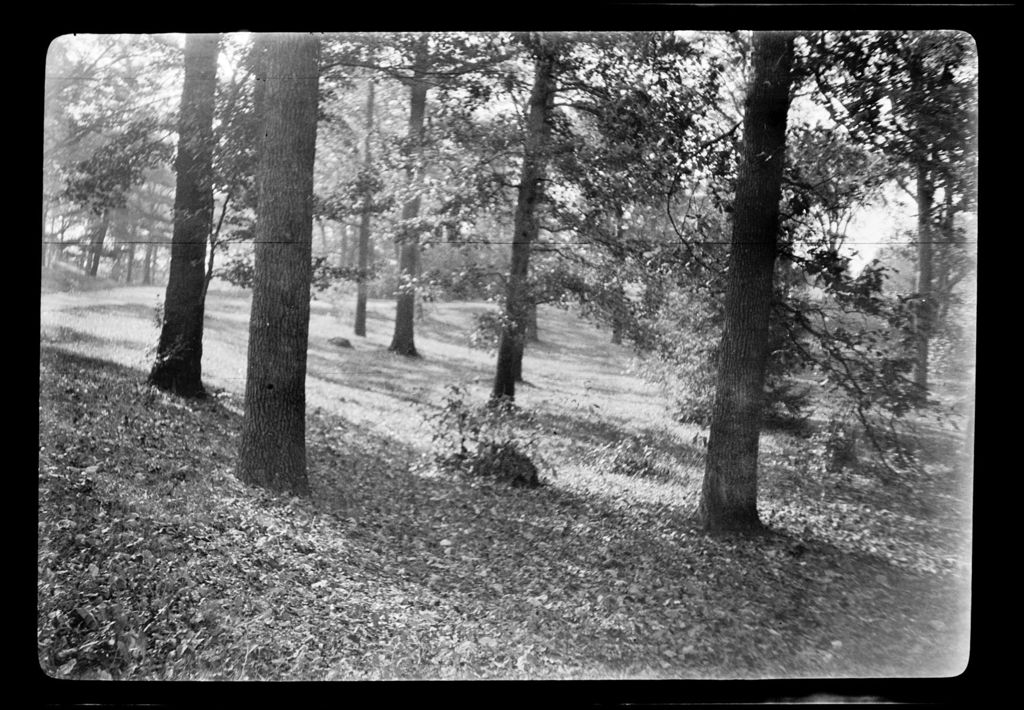 Miniature of Trees- Oak, Maple, Franklin Park