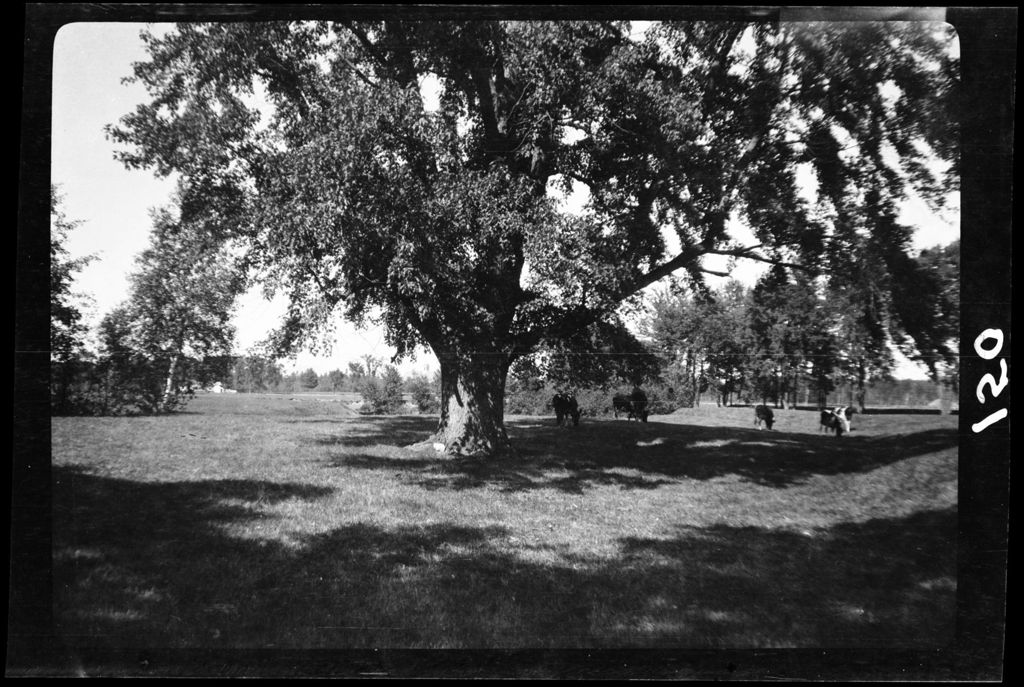 Miniature of Trees- Ossipee Maple
