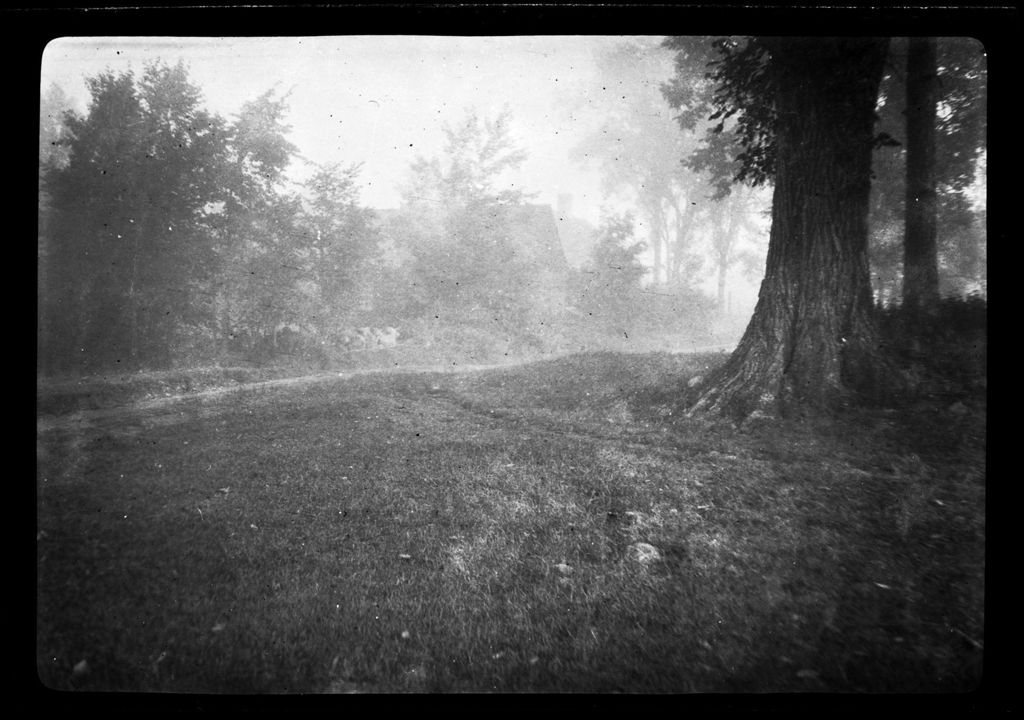 Miniature of Trees (Nets Mist)