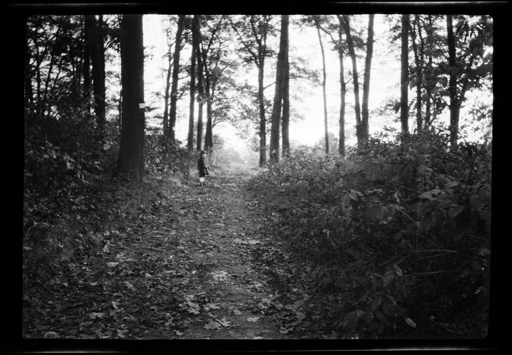Miniature of Trees Tot In Path At Roslindale Woods