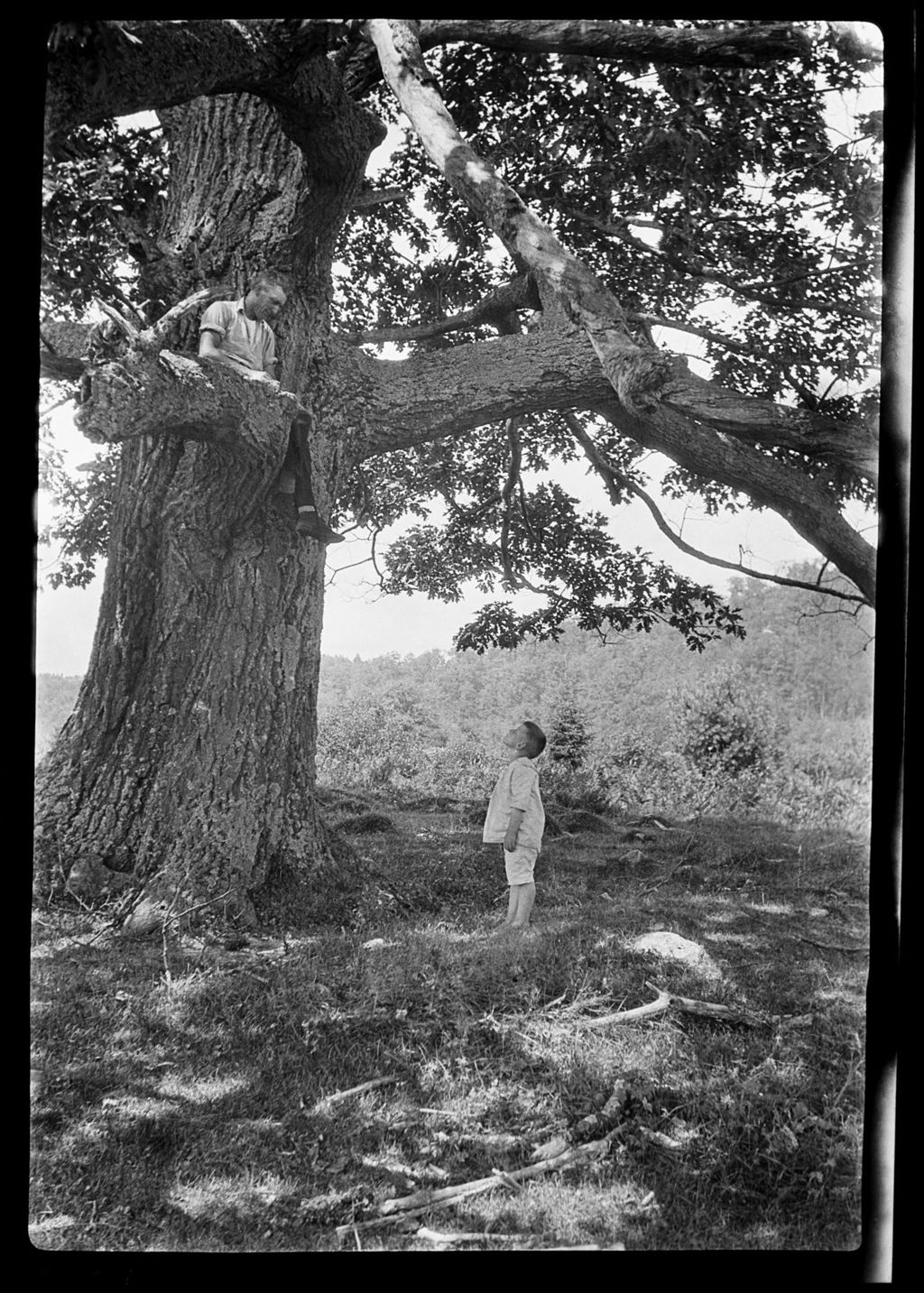 Miniature of Trees- Large Oak, Boy Trueworthy's