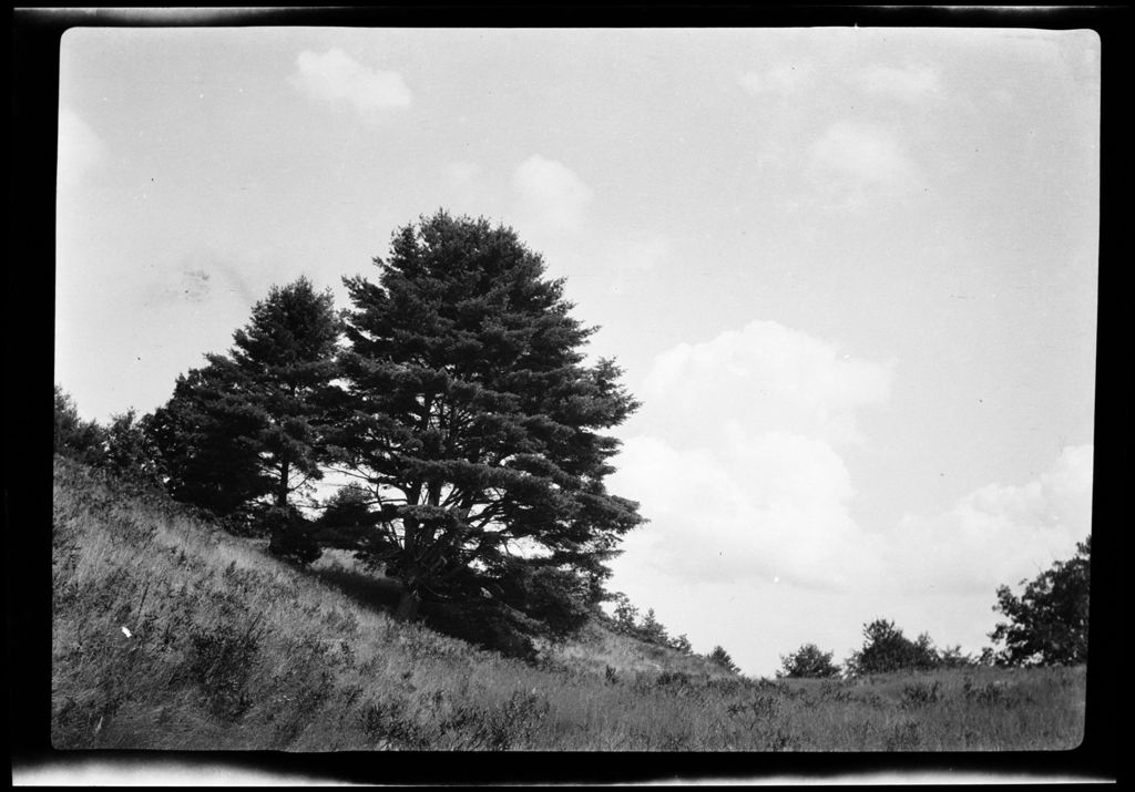 Miniature of Trees