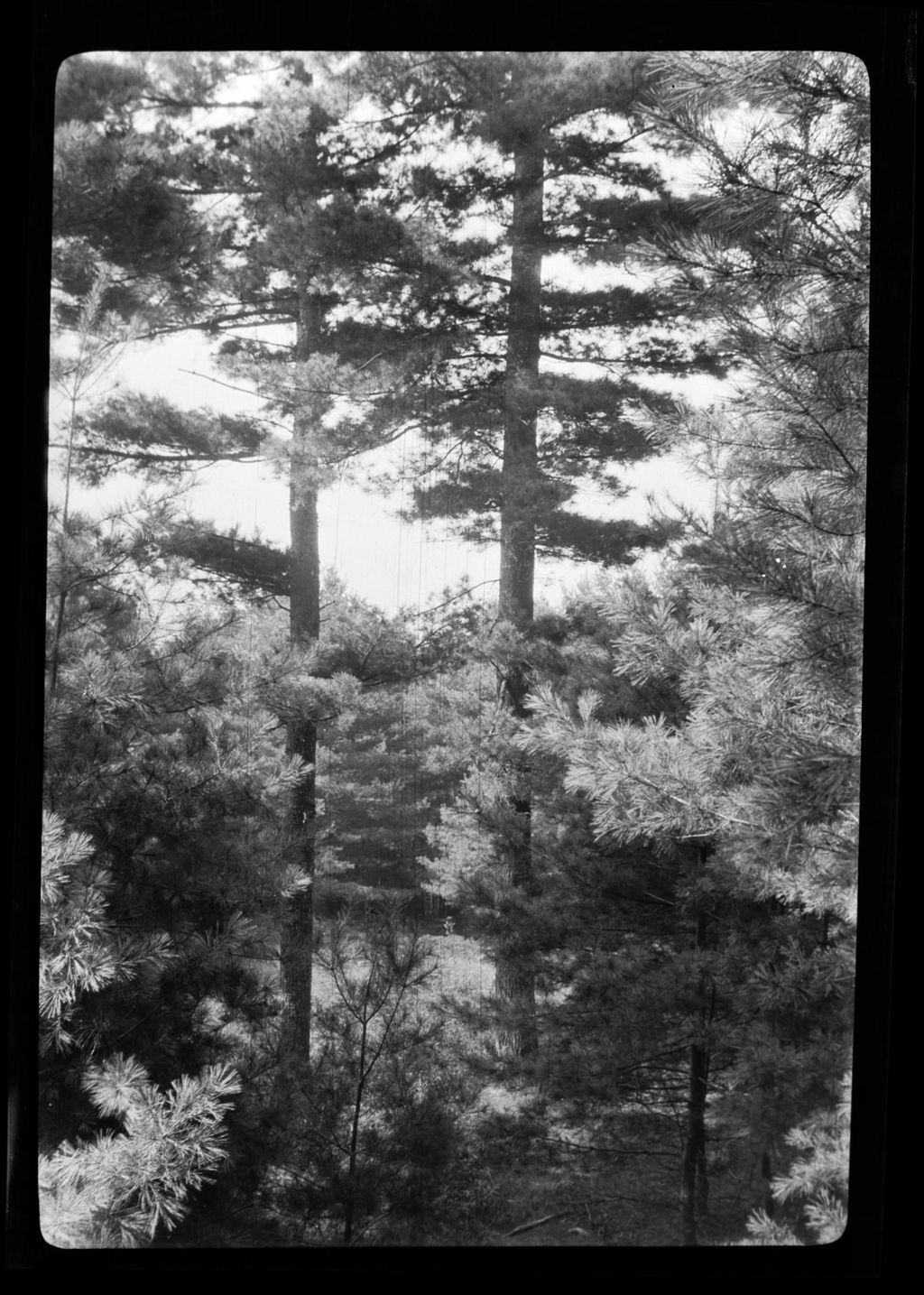 Miniature of Trees- Twin Pines