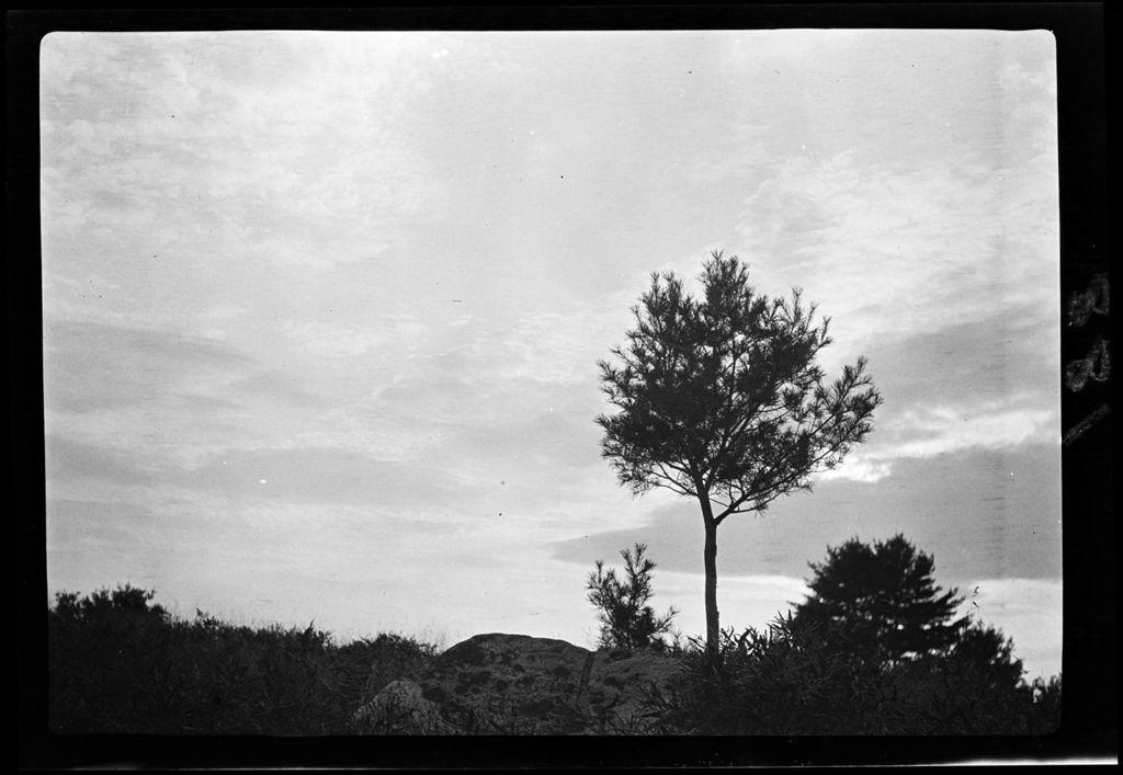 Miniature of Trees Pine (Youngs Sunset)