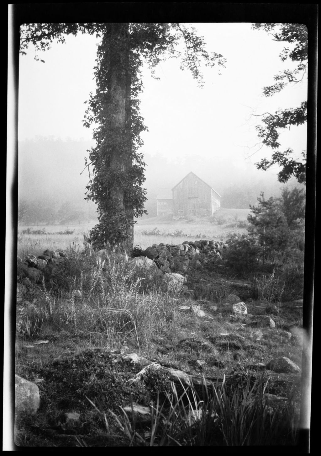 Miniature of Trees Pine  Apple (Hut)