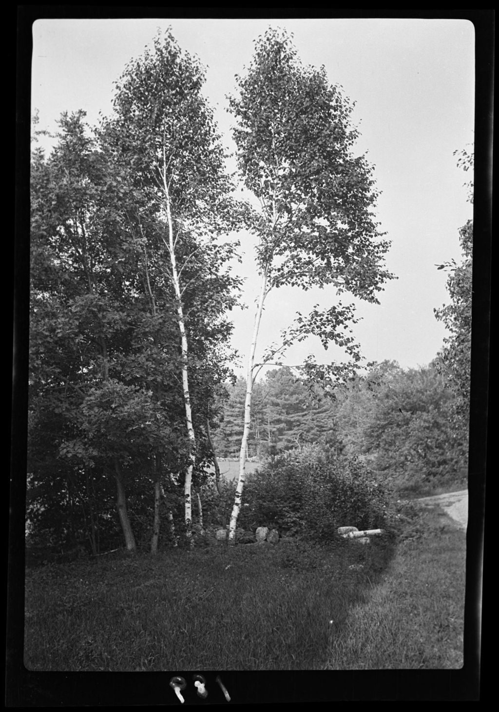 Miniature of Trees Birch (Back Barn)