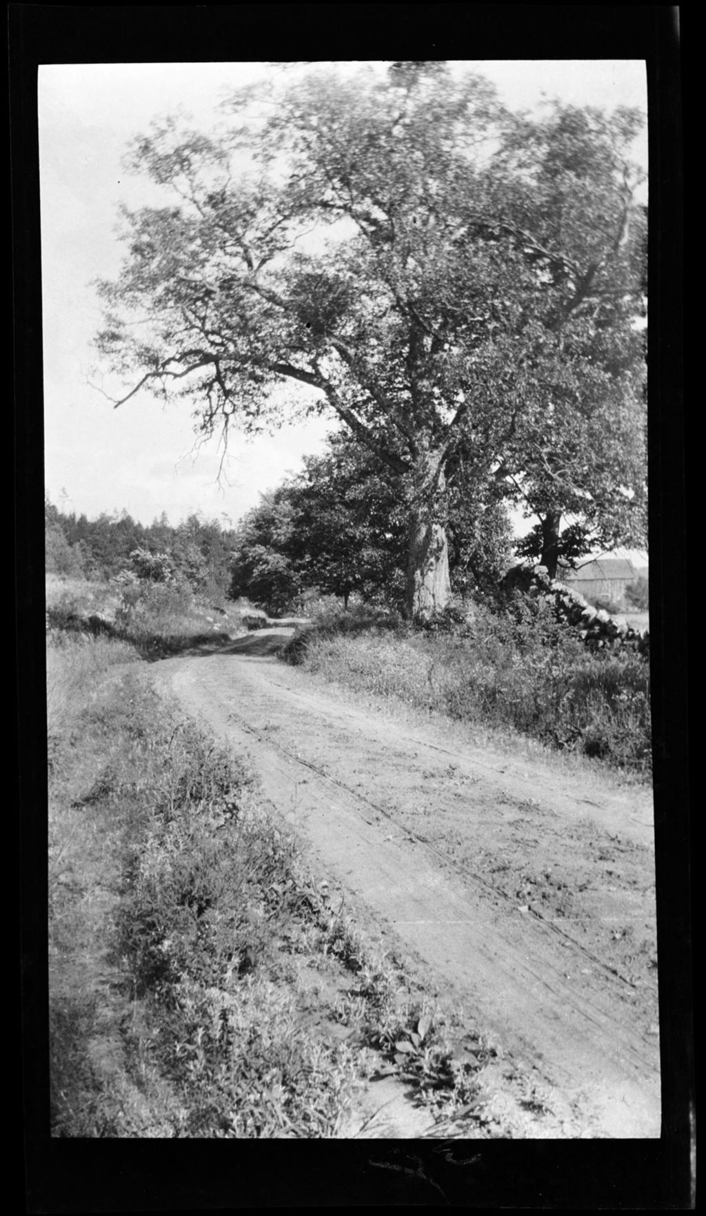 Miniature of Trees- Old Oak Near Trueworthy's