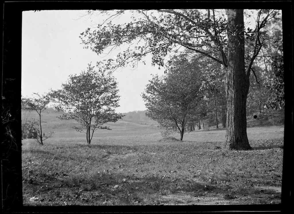 Miniature of Trees- View Of Edge Of Woods In Franklin Park, Dorchester, MA