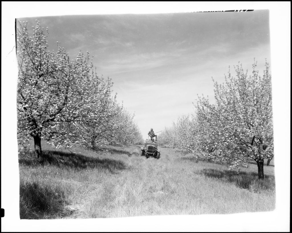 Miniature of Workers Spraying Apple Trees