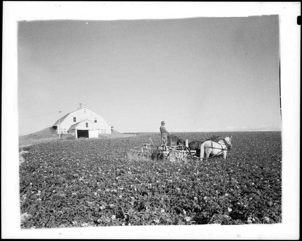 Miniature of Farmer Spraying A Potato Crop With Horse Drawn Machinery, Big Potato House In Background