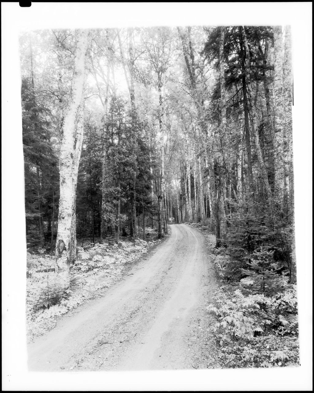 Miniature of Narrow Gravel Road Through A Stand Of Birches