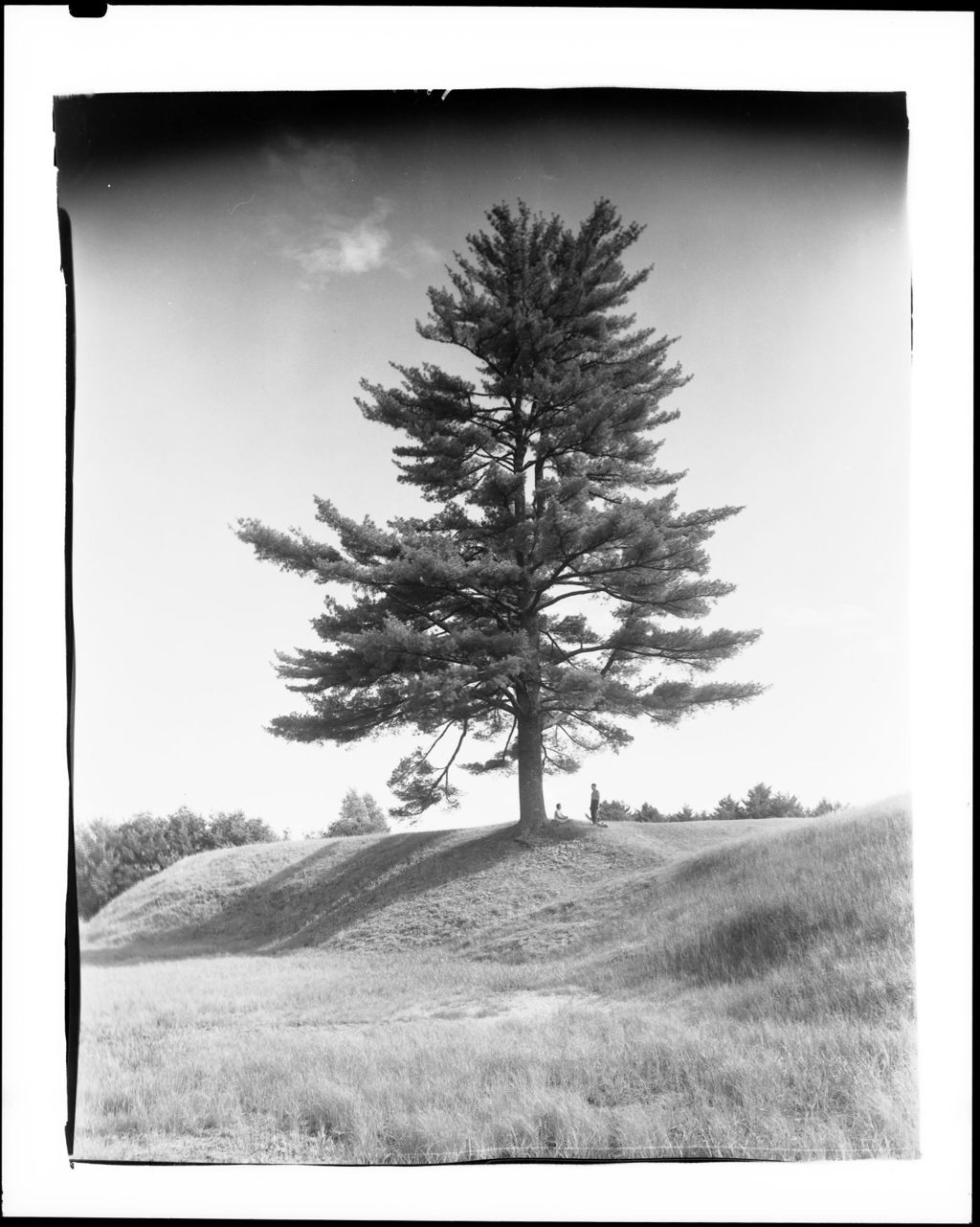 Miniature of Large Pine Tree On A Knoll In Lovell