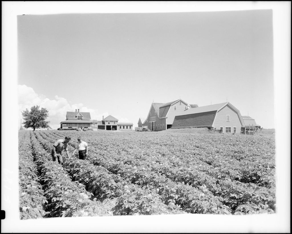 Miniature of Farmer Inspecting A Potato Crop In Blossom, Home And Storage Barns In Background