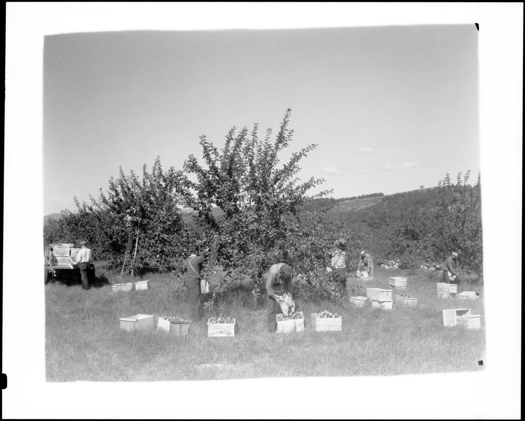 Miniature of Workers Picking Apples