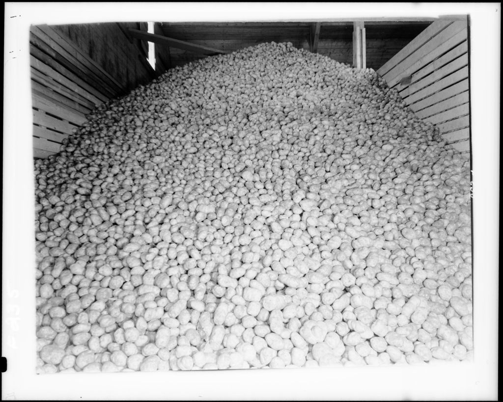 Miniature of Huge Pile Of Potatoes In A Storehouse