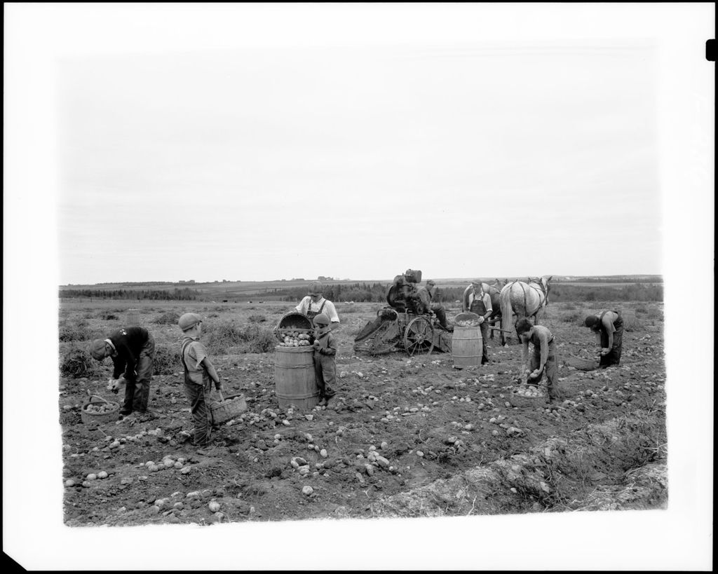 Miniature of Children Harvesting Potatoes, Horse Drawn Harvesting Machine In Background, "Whites Farm"