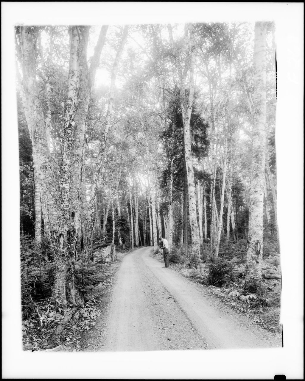 Miniature of Gravel Road Through Stand Of Birches At Pleasant Isle Camps