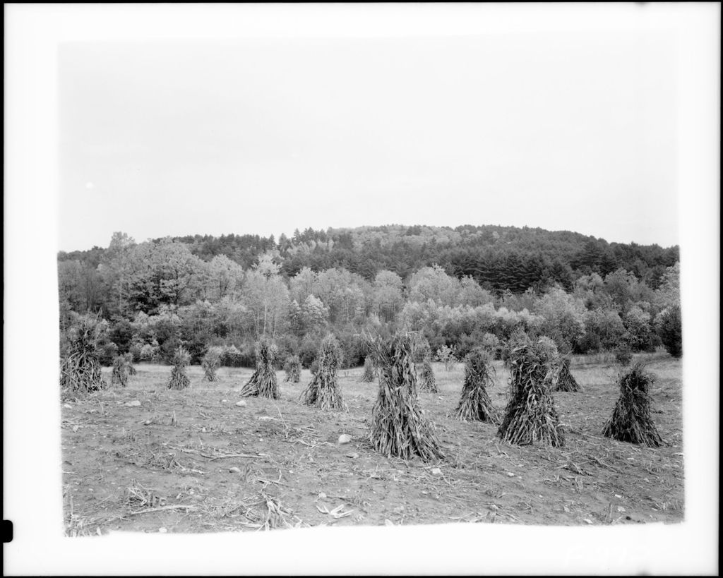 Miniature of Corn Stalks And Distant Foliage Parsonsfield