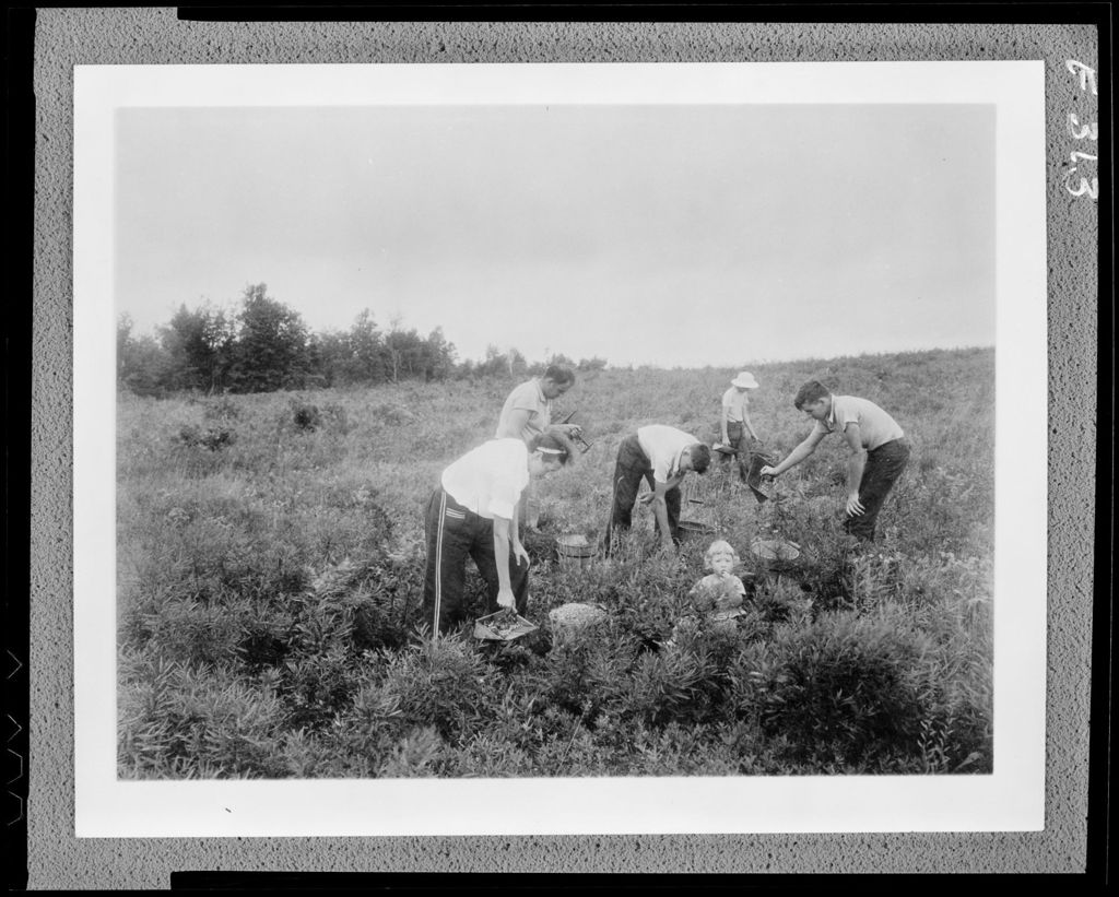 Miniature of Workers Raking Blueberries In Field
