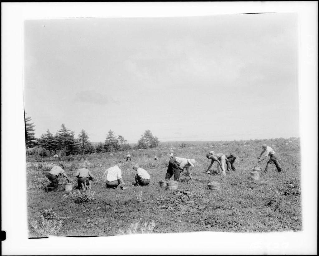 Miniature of Workers Raking Blueberries