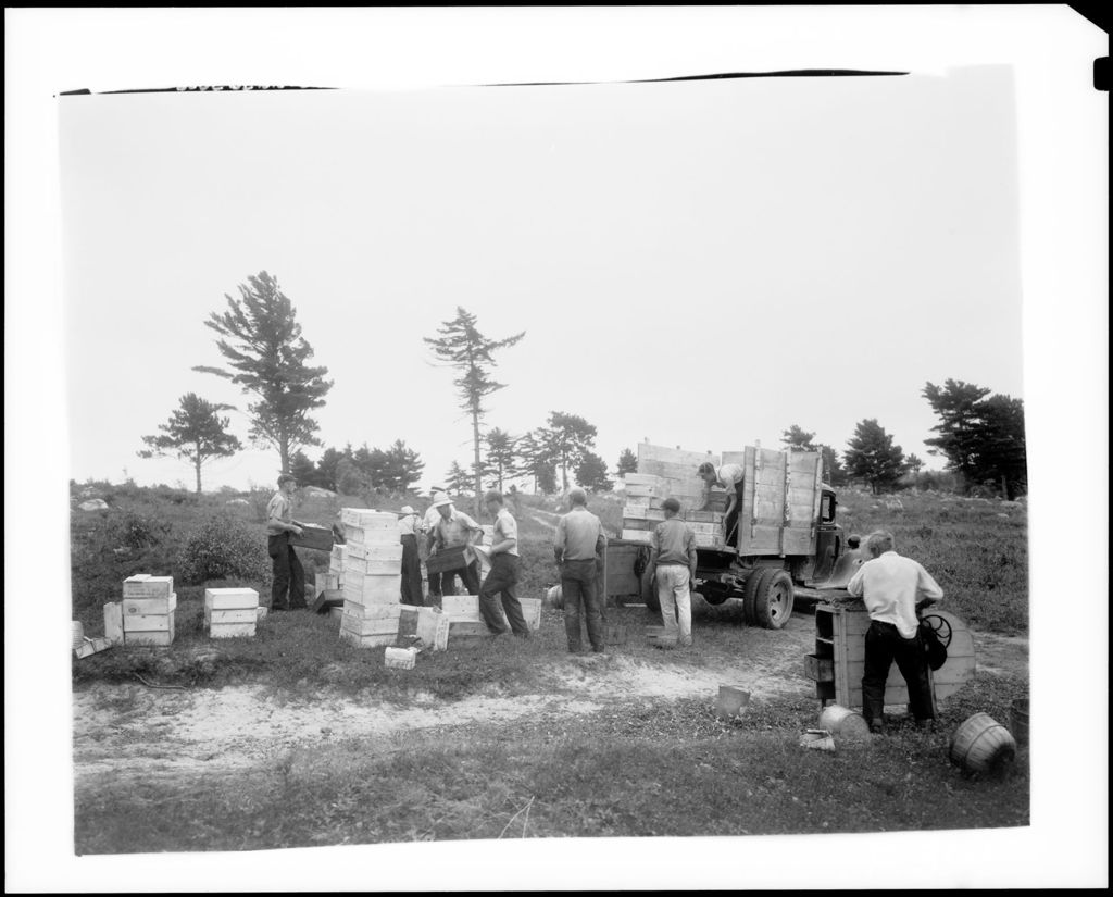 Miniature of Workers Cleaning And Boxing Blueberries