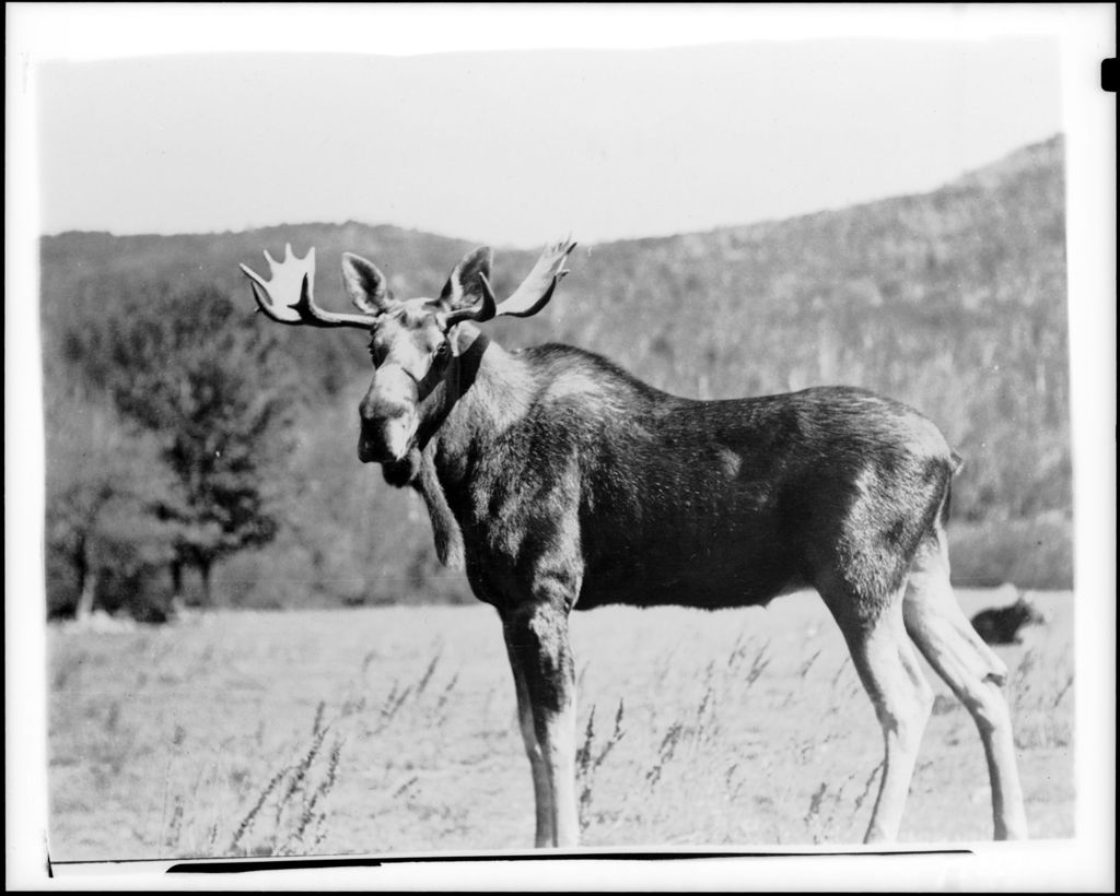 Miniature of Broadside Of A Live Moose