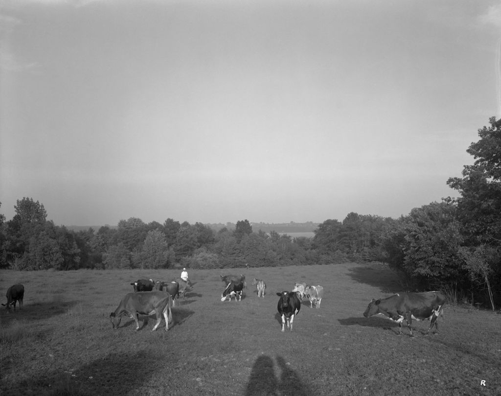 Miniature of Cows Out To Pasture
