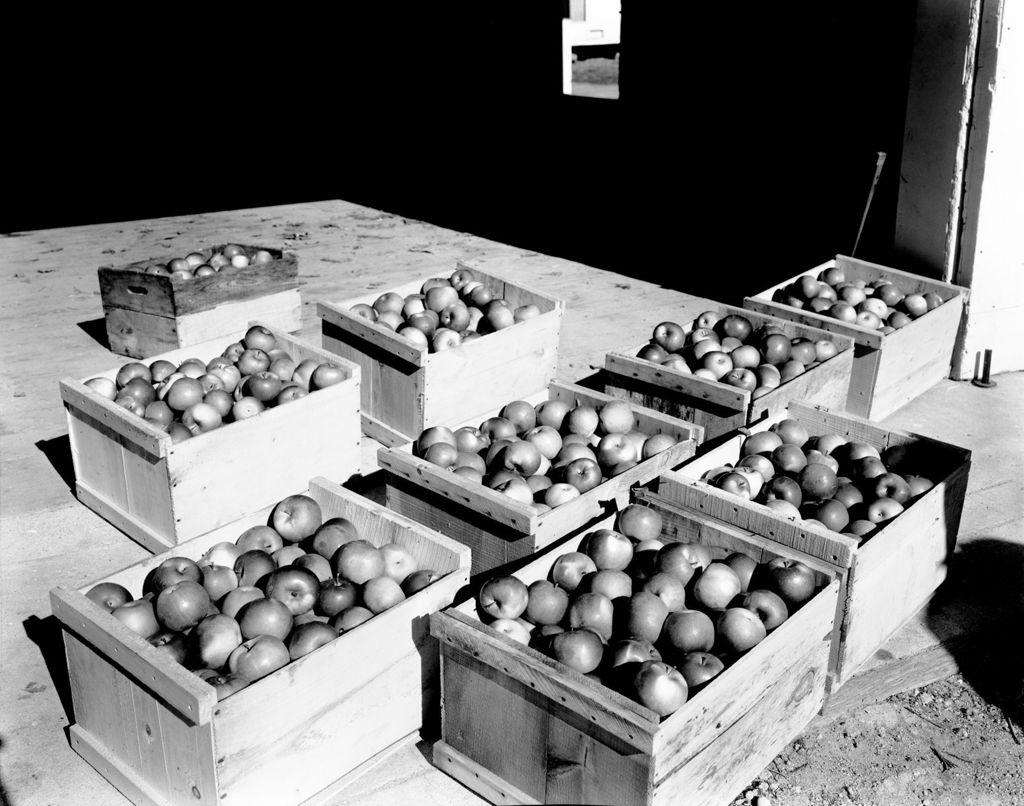 Miniature of Crates Of Apples In Parsonsfield