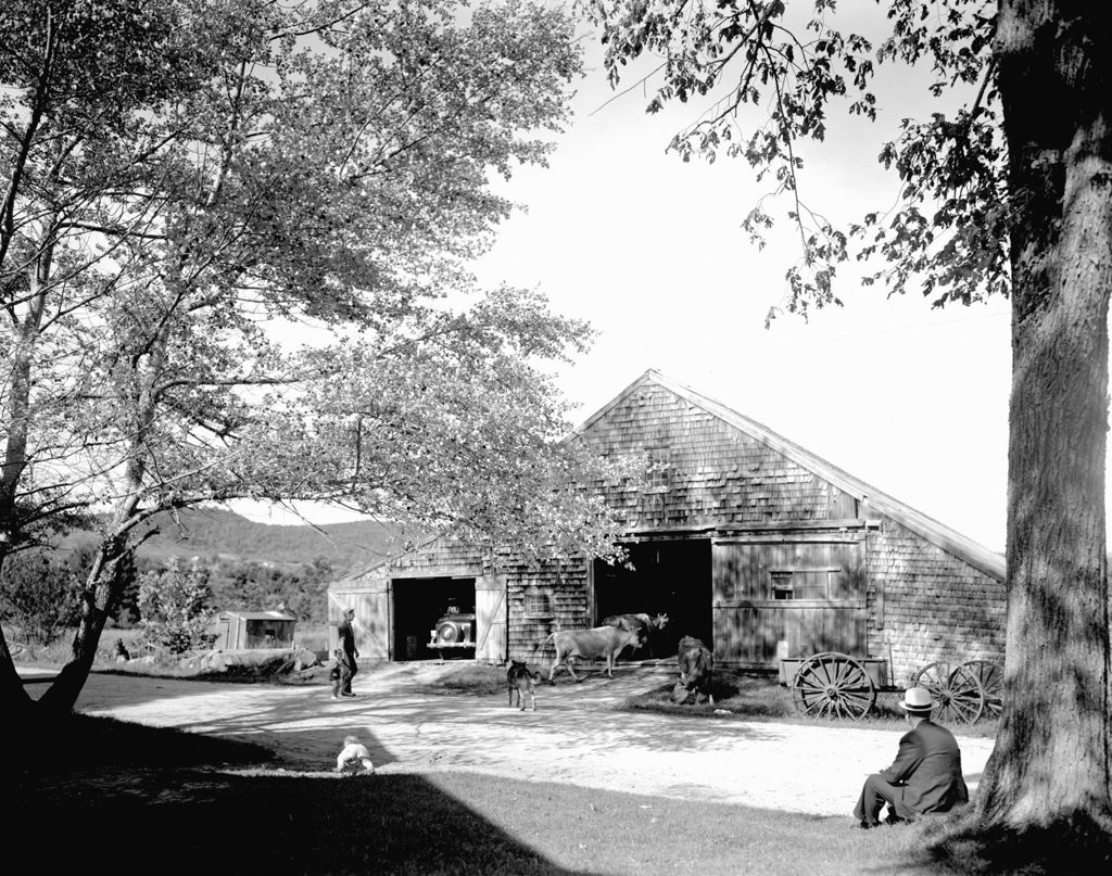 Miniature of Farmer Herding Cattle Into A Barn In Hiram