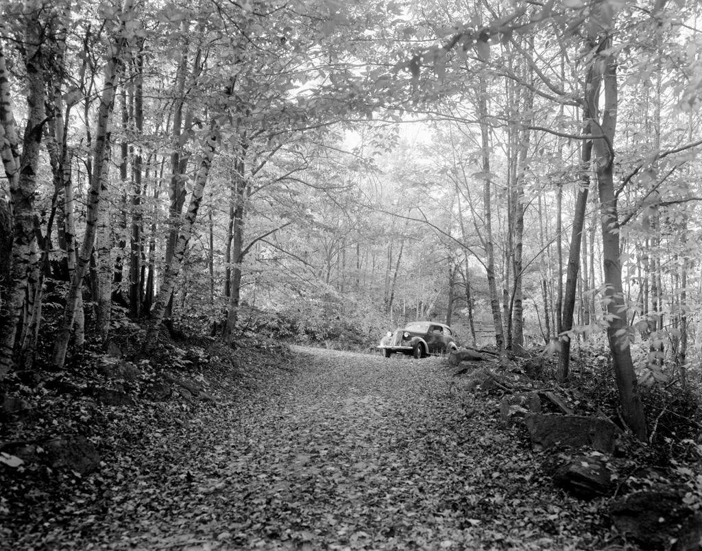 Miniature of Leaf Covered Birch Lined Road In Sweden