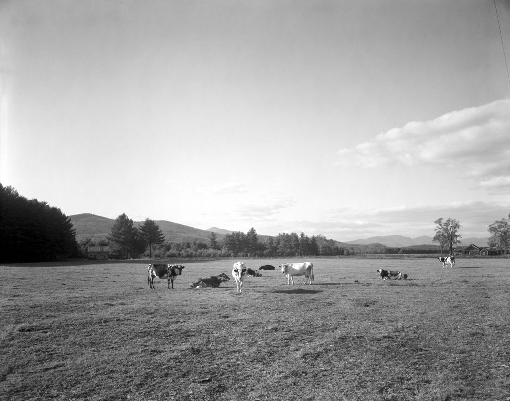 Miniature of Cows Out To Pasture In Fryeburg