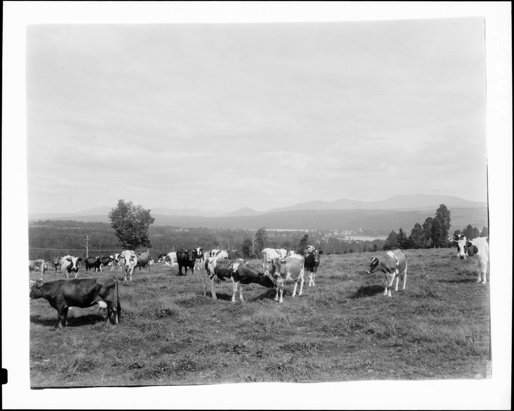 Miniature of Herd Of Cattle In Field, Mountains In Distance In Rangeley